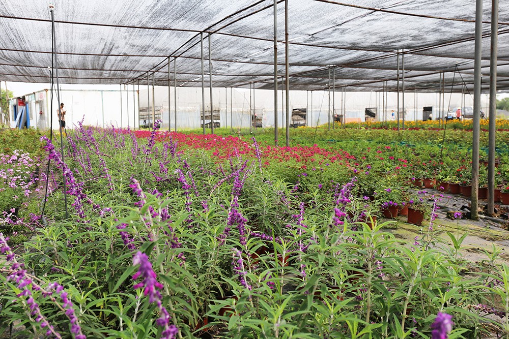 k1体育园林绿化维护